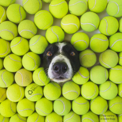 Tennis Ball-Filled Pawty Piñata